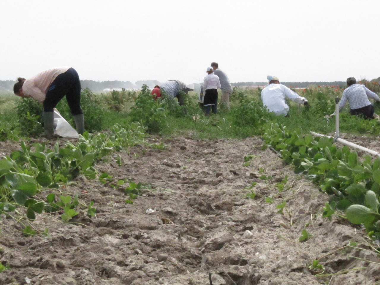 Trabajadoras rumanos en las plantaciones de fresa
